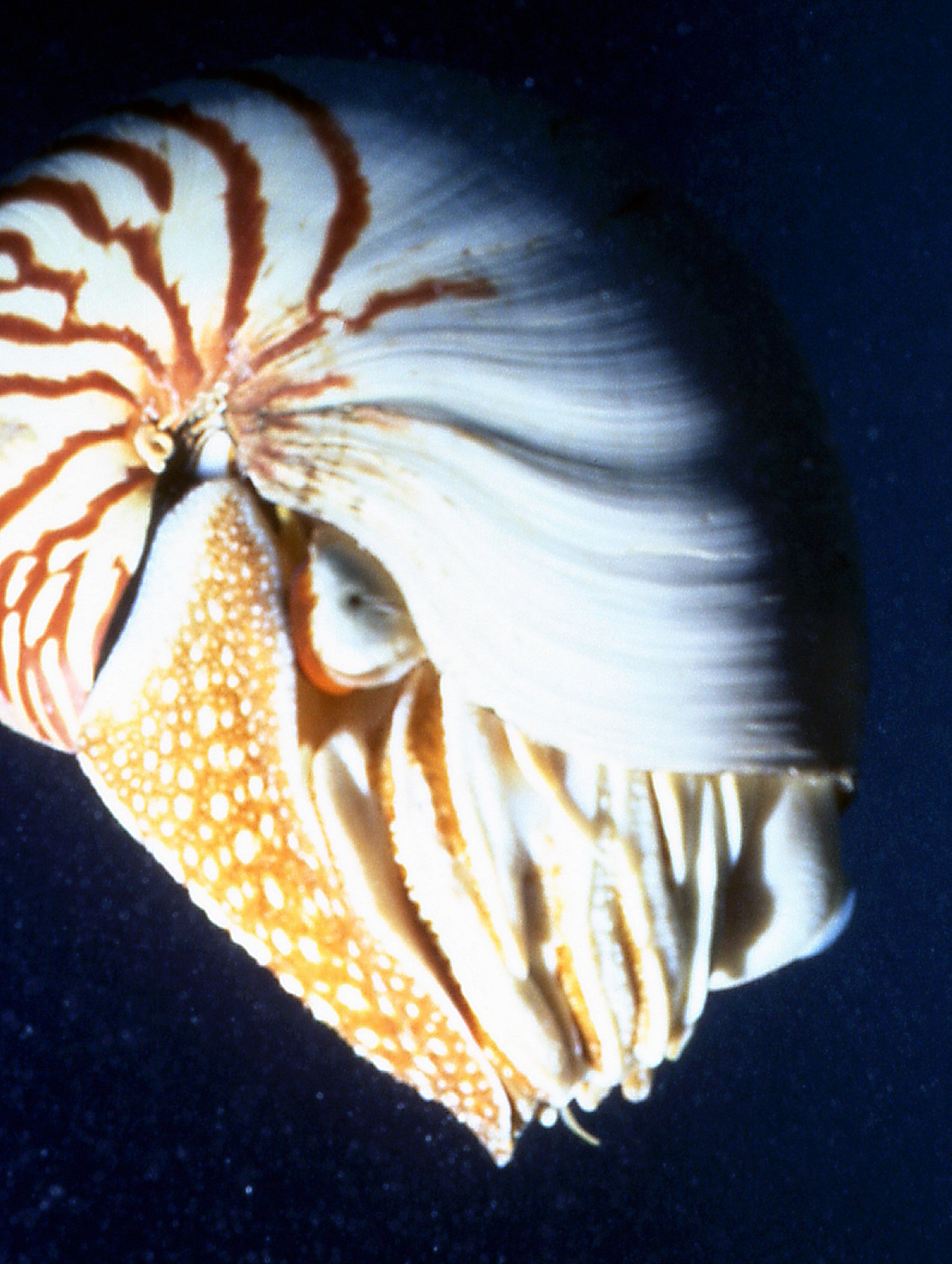 Nautilus, Palau